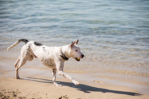 Dogs  Photo: Kfir Bolotin